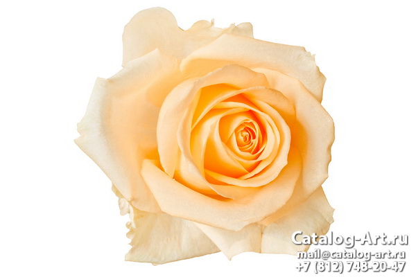 Натяжные потолки с фотопечатью - Желтые и бежевые розы 18